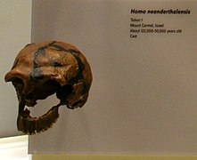 Cráneo Tabun C1, Homo neanderthalensis.