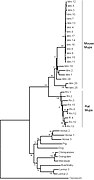 June 12: Phylogeny of Mup coding