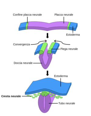 Neurulazione