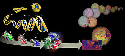 April 1: illustration of the genome