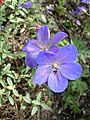 Johnson's Blue, híbrido cultivar de Geranium pratense