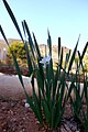 Narcissus tortifolius in the Botanical Garden of Albardinar (Rodalquilar).