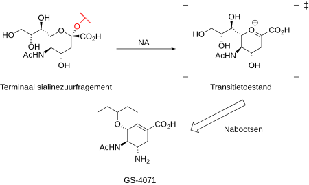 Schematisch overzicht van de rationele ontwikkeling van Oseltamivir als analogon van de transitietoestand van de splitsingsreactie van de binding tussen hemagglutinine en sialinezuur door neuraminidase.