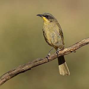 "Purple-gaped_Honeyeater_-_Patchewollock.jpg" by User:Iifar