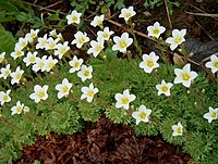 Saxifraga rosacea