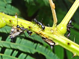 Treehoppers are seen mating; some nymphs are also apparent. The presence of the carpenter ants shows the mutualisms that treehoppers form. Hyderabad, India