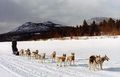 Sled dogs at Mud Lake, YT.