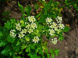 celerio (Apium graveolens)