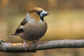 Kezwankelotik (Coccothraustes coccothraustes)