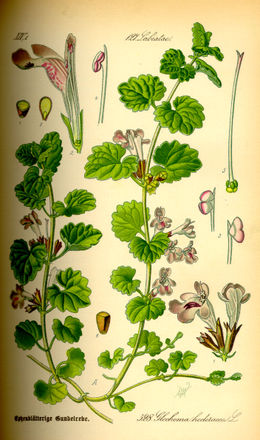 Šliaužiančioji tramažolė (Glechoma hederacea)