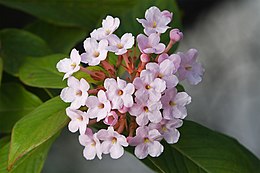 Luculia gratissima