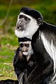 Schwarz-weißer Guereza (Mantelaffe) mit Baby, fotografiert im Freigehege des Zoo Münster