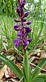 Orchis mascula Germany - Kaiserstuhl