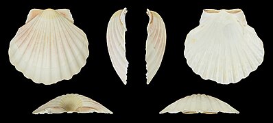 Pecten maximus (Great Scallop), right valve