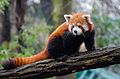 36 Red Panda (24986761703) uploaded by Mhao Koe, nominated by 20 upper,  11,  3,  0