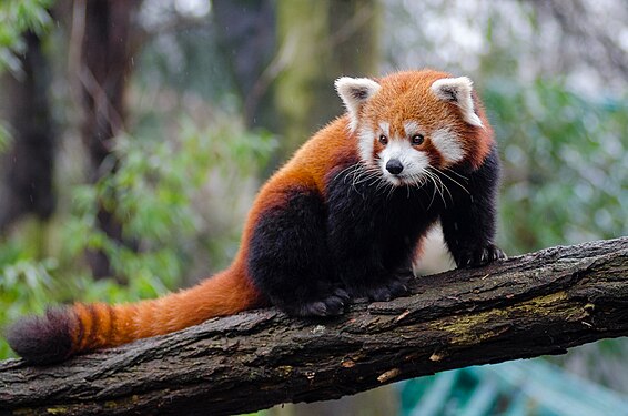 Red panda by Mathias Appel