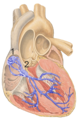 Il sistema di conduzione con evidenziati il Nodo senoatriale (1) e il Nodo atrioventricolare (2)