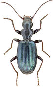 June 29: the beetle Tecnophilus croceicollis