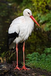 Weißstorch (Ciconia ciconia) (von Tuxyso)