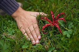 Mustekalasieni (Clathrus archeri) Pikuivuoren suojelualueella.