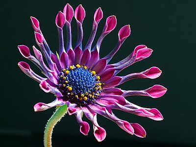 Osteospermum, by Jon Sullivan