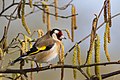 European Goldfinch