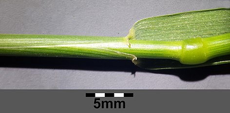 Stipe with leaf sheath