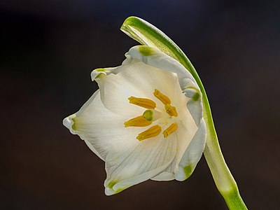 Leucojum vernum, by Ermell