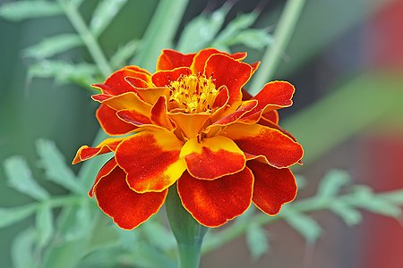 Tagetes patula, by Muhammad Mahdi Karim