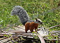 Bunthörnchen der Unterart S. v. loweryi in Costa Rica