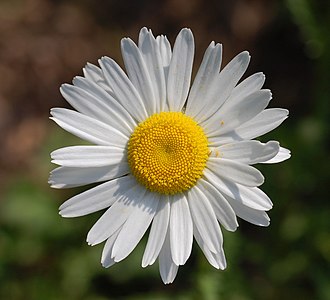 Leucanthemum vulgare, by Derek Ramsey