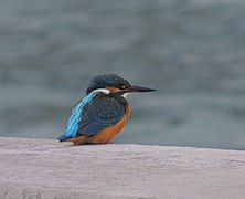 Martin-pêcheur d'Europe.