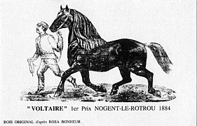 Portrait de Voltaire, étalon Percheron noir primé en 1884, par Rosa Bonheur.