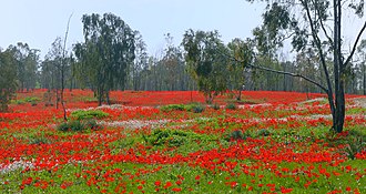 מרבדים אדומים של כלניות פורחים בפברואר ליד שוקדה.