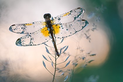 Vážka žlutavá (Sympetrum flaveolum) má areál výskytu od západní Evropy až po Japonsko