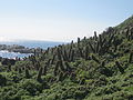 Kaktusy v Chile (Echinopsis sp.)