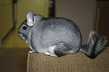 Chinchilla lanigera1.jpg