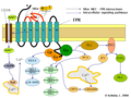 FPR signaling pathway