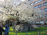 石割桜（岩手県）