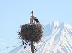 Cicogne a Iğdır sullo sfondo del monte Ararat innevato