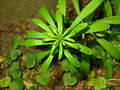 Eennervig blad van Kleefkruid