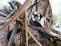 Black-and-white ruffed lemur