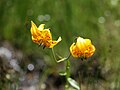 Columbia tiger lily (Lilium columbianum) pair