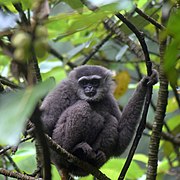 Gray gibbon