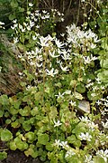 Saxifraga rotundifolia