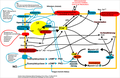 VSMC regulation