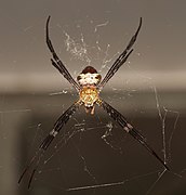 Argiope pulchella