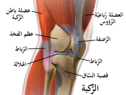 الركبة اليمنى ، نظرة جانبية من الخارج (وحشية).