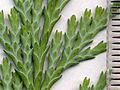 Image 20Cupressaceae: scale leaves of Lawson's cypress (Chamaecyparis lawsoniana); scale in mm (from Conifer)