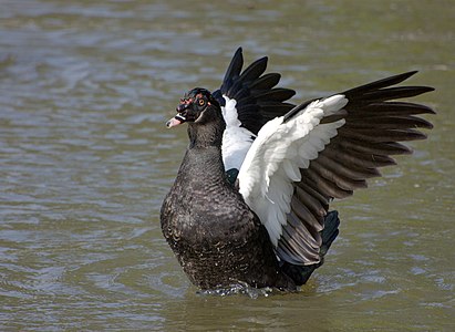 Canard musqué sauvage.